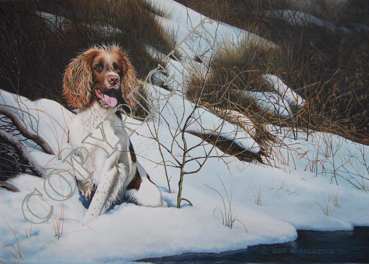 Winter Springer